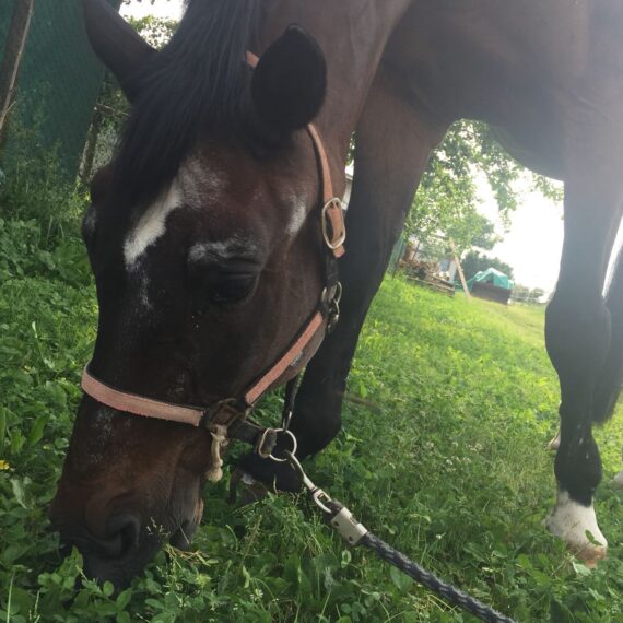 Aiutiamo Otto, cavallo impegnato nell'ippoterapia